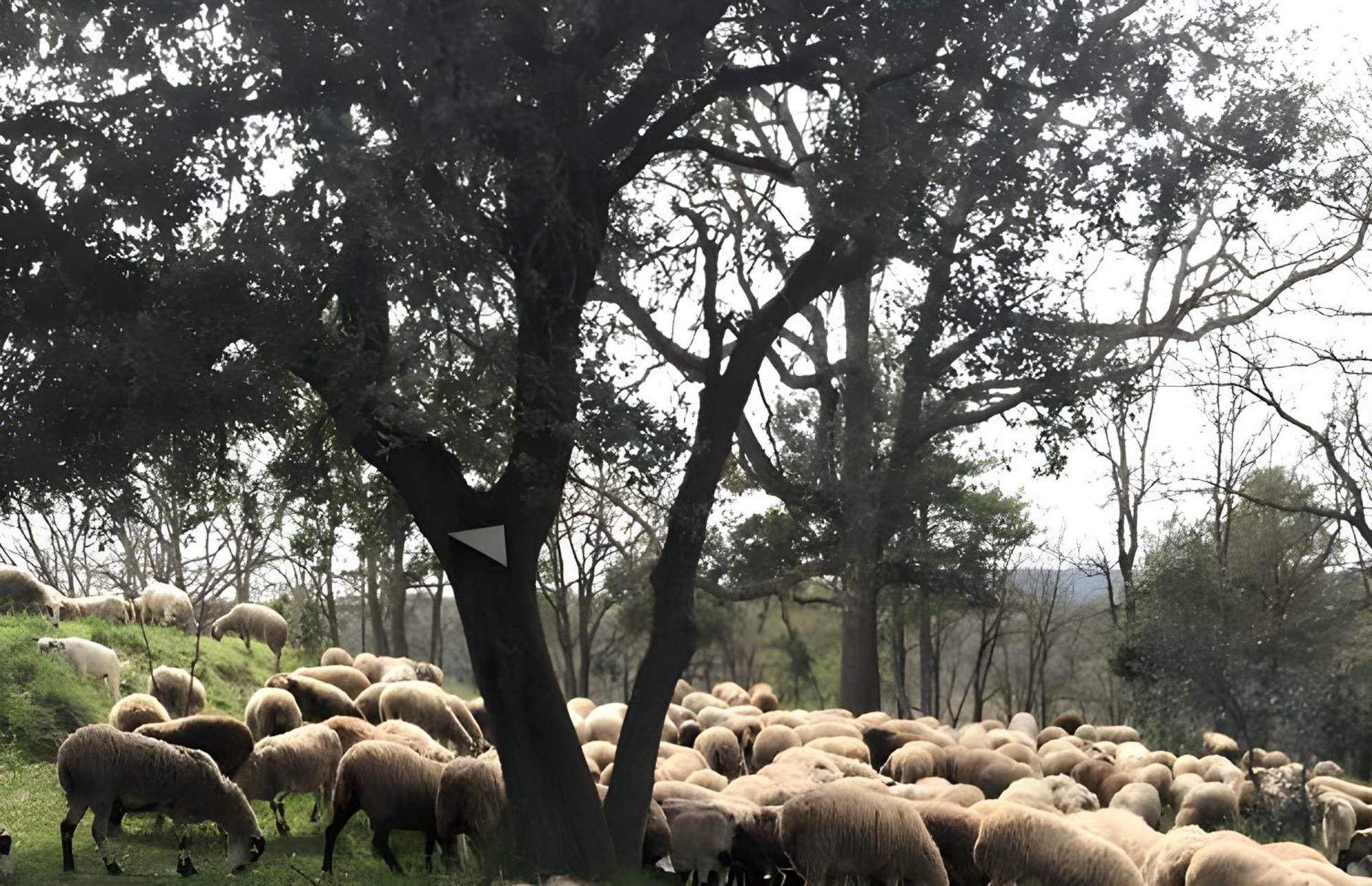 Rural *